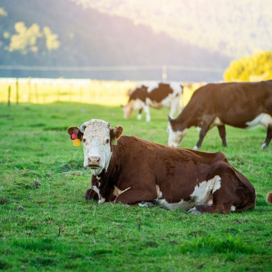 Faith and Food: How beliefs shape food choices