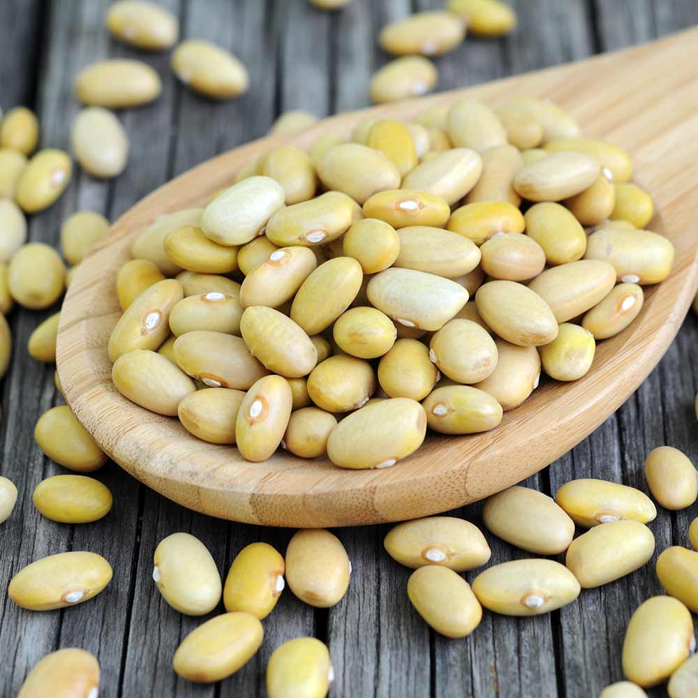 24 pounds Barber's Farms Mayocoba (aka Yellow) Beans